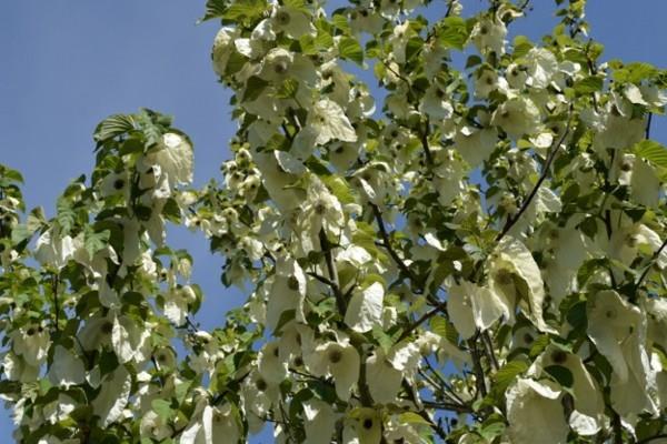 Μαντήλι δέντρο περιστεριών Davidia involucrata Κίνα