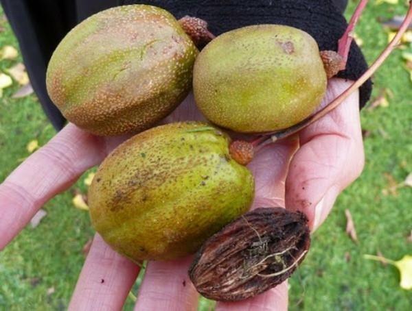 Μαντήλι δέντρο περιστεριών Davidia involucrata φρούτα