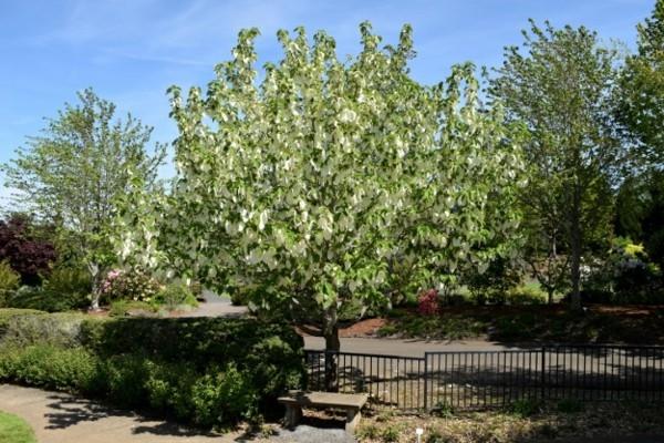 Μαντήλι δέντρο περιστεριών δέντρο Davidia involucrata κήπος