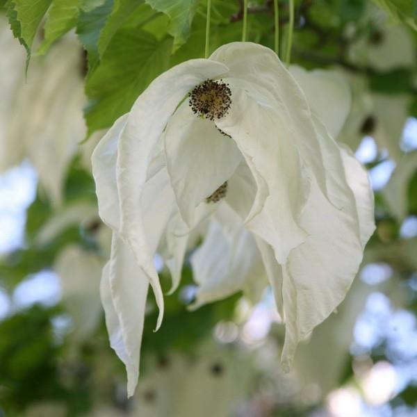 Μαντήλι δέντρο περιστεριών δέντρο Davidia involucrata δέντρα κήπου