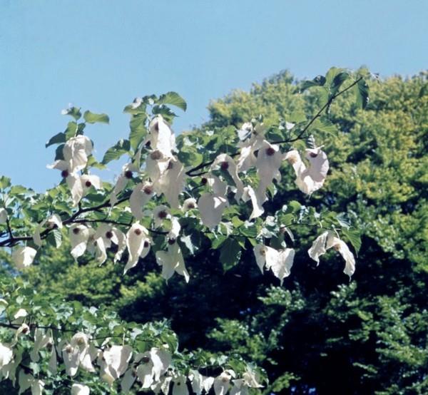 Μαντήλι δέντρο περιστεριών Davidia involucrata ιστορία και φροντίδα