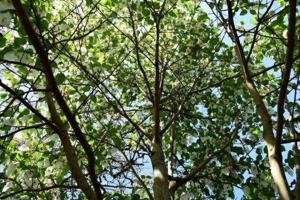 Μαντήλι δέντρο περιστεριών Davidia involucrata ιστορία