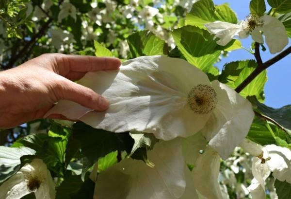 Μαντήλι δέντρο περιστέρι Davidia involucrata βράκτει λευκό