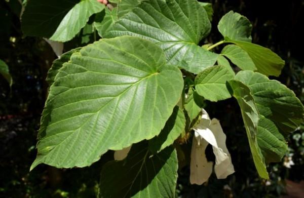 Μαντήλι δέντρο περιστεριού Davidia involucrata φύλλωμα