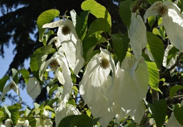 Μαντήλι δέντρο περιστεριού Davidia involucrata χαρακτηριστικά