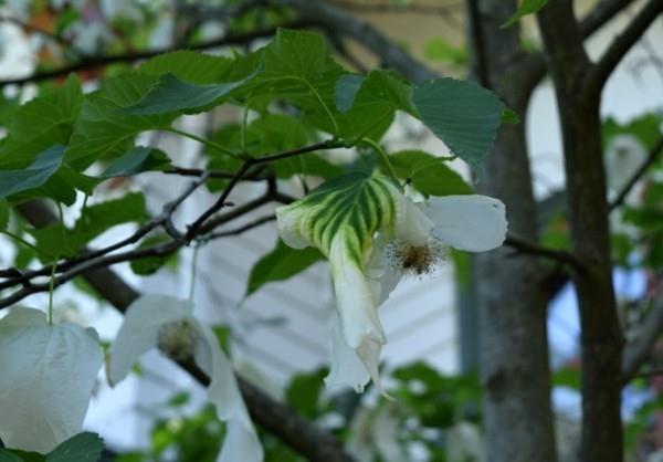 Μαντήλι δέντρο περιστεριών Davidia involucrata ανθισμένη λαμπρότητα