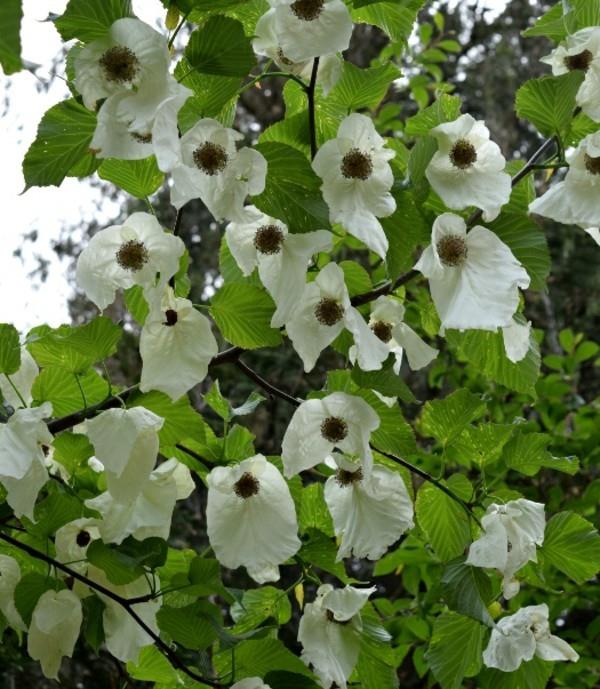 Μαντήλι δέντρο περιστεριών σε άνθιση, Davidia involucrata