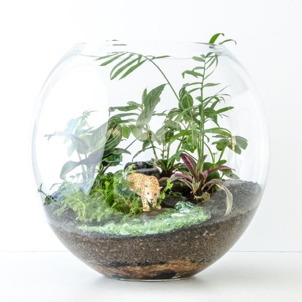 Φυτά Terrarium με τις ίδιες ανάγκες φωτισμού και νερού
