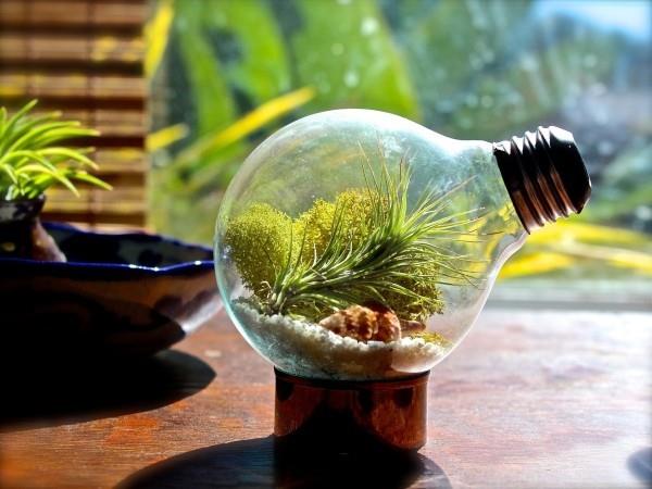 Terrarium κλειστό σε μια λάμπα