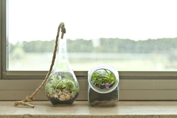 Τα φυτά που είναι καλά επιλεγμένα σε ένα terrarium προσαρμόζονται καλά στις συνθήκες νερού και φωτός