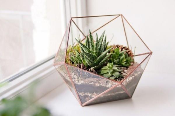 Terrarium πολυγωνικό γυάλινο δοχείο πράσινα φυτά παχύφυτα στο περβάζι