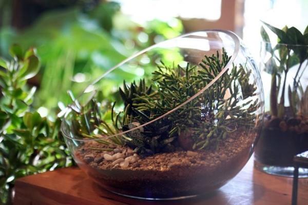 Terrarium όμορφη διακόσμηση περβάζι με πράσινα φυτά