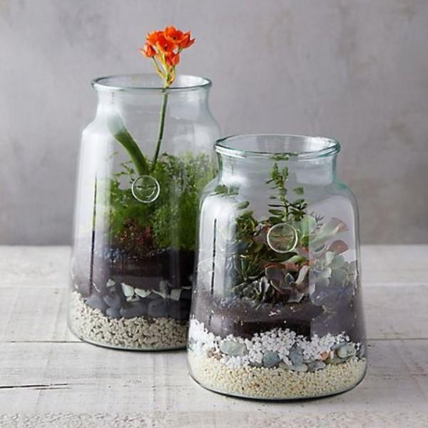 Βάλτε γυαλιά με διαφορετικά φυτά στο προσκήνιο στο σπίτι στο terrarium