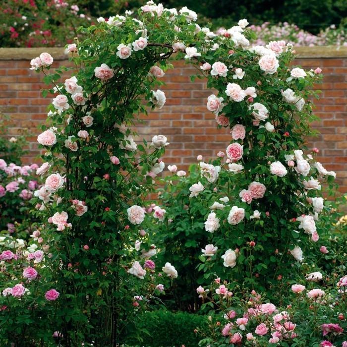 Ο γενναιόδωρος κηπουρός αναρριχώμενος τριαντάφυλλος σε σχήμα