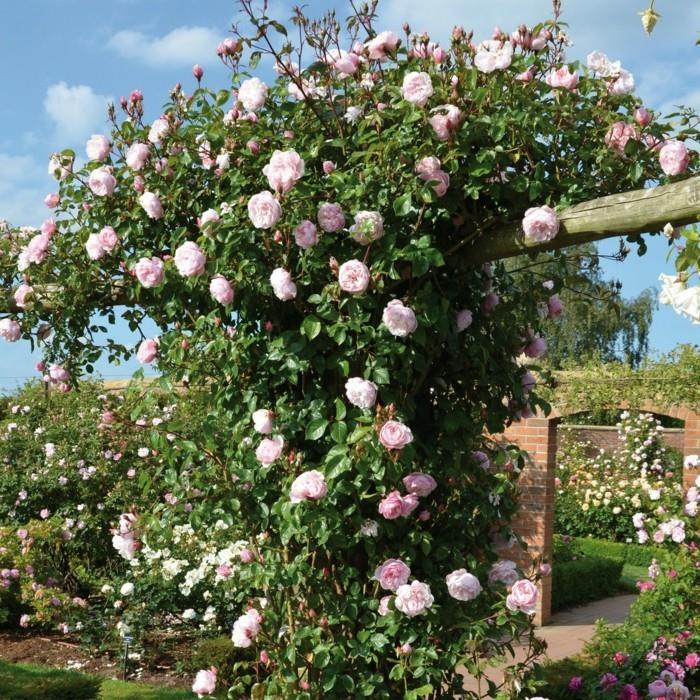 Η γενναιόδωρη κηπουρός αναρριχώμενη είσοδο τριαντάφυλλου