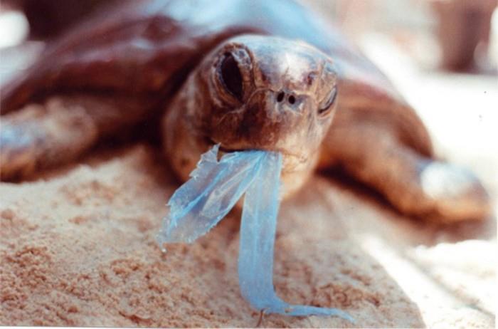 Τα πλαστικά απόβλητα Ocean Cleanup στο πλαστικό θαλάσσιας χελώνας
