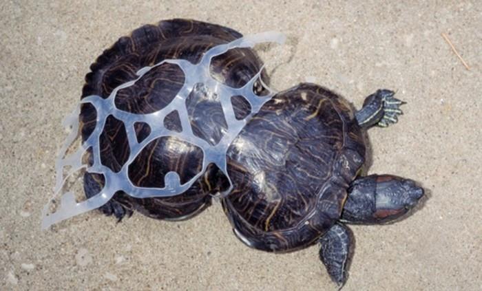 Τα πλαστικά απόβλητα Ocean Cleanup στο πλαστικό θαλάσσιας χελώνας κατάφυτα