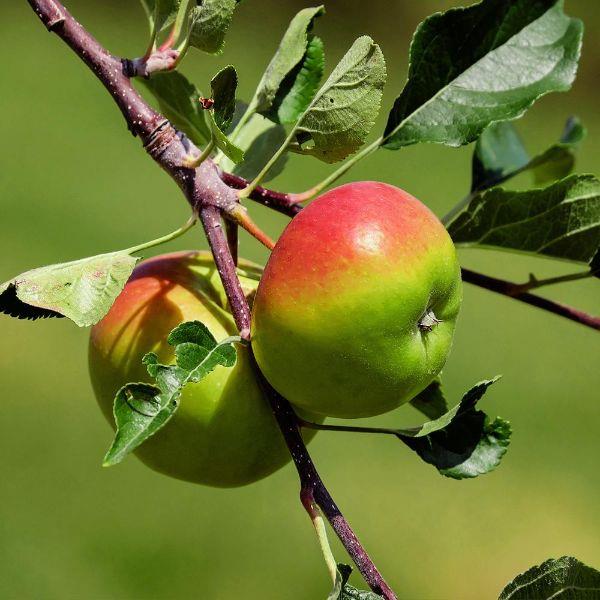 Υπέροχες ιδέες - φυτέψτε μια μηλιά
