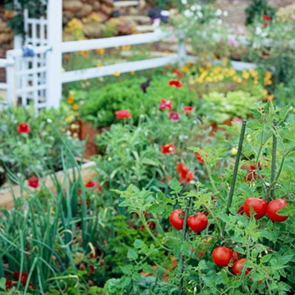 Κήπος ντομάτας
