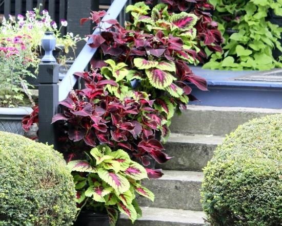 Έγχρωμη τσουκνίδα σε γλάστρες σκούρο κόκκινο πράσινο στις σκάλες στον κήπο
