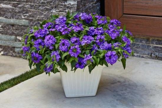 Φυτά σε γλάστρες Verbena μπλε - μοβ λουλούδια τονίζουν