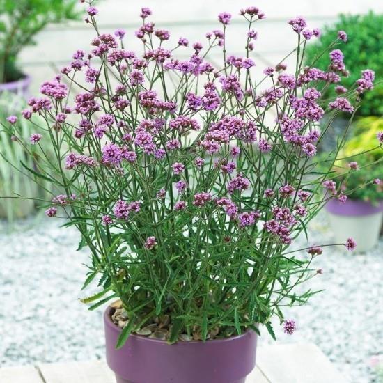 Γλάστρες φυτά verbenas λουλούδια ιώδη στο ίδιο χρωματιστό δοχείο