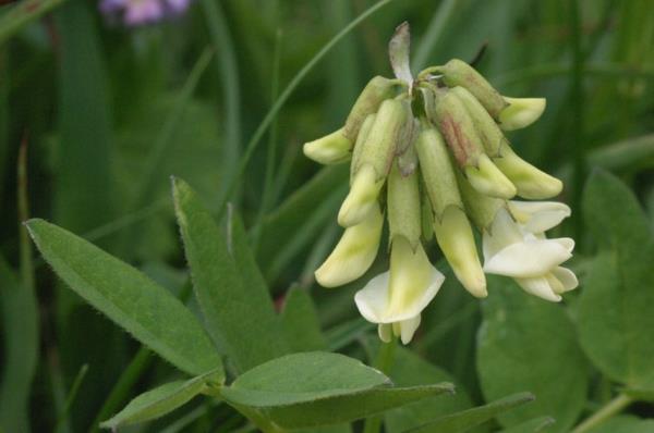 Tragacanth astragalus για μεγάλη διάρκεια ζωής βότανα και φαρμακευτικά φυτά