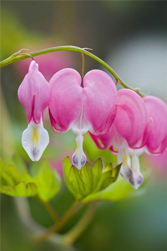 Bleeding Heart Lamprocapnos spectabilis όμορφα ανοιξιάτικα λουλούδια εικόνες