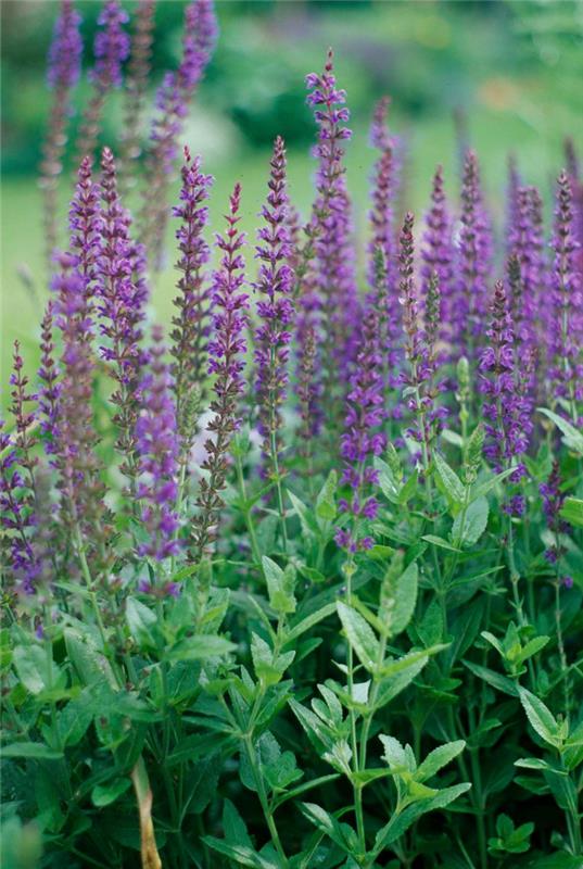 Ξηρός καλλιτέχνης στον κήπο Μαύρο και μπλε Salvia Sage Ενδιαφέρον αφήνει λεπτές μωβ ταξιανθίες