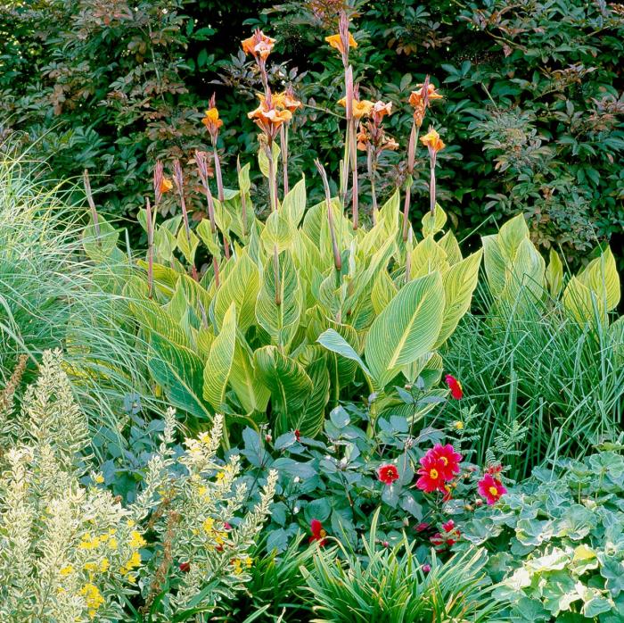 Ξηρός καλλιτέχνης στον κήπο Canna ή λουλούδι σωλήνα μεγάλα πράσινα φύλλα φωτεινό κίτρινο-πορτοκαλί λουλούδια τροπική εμφάνιση