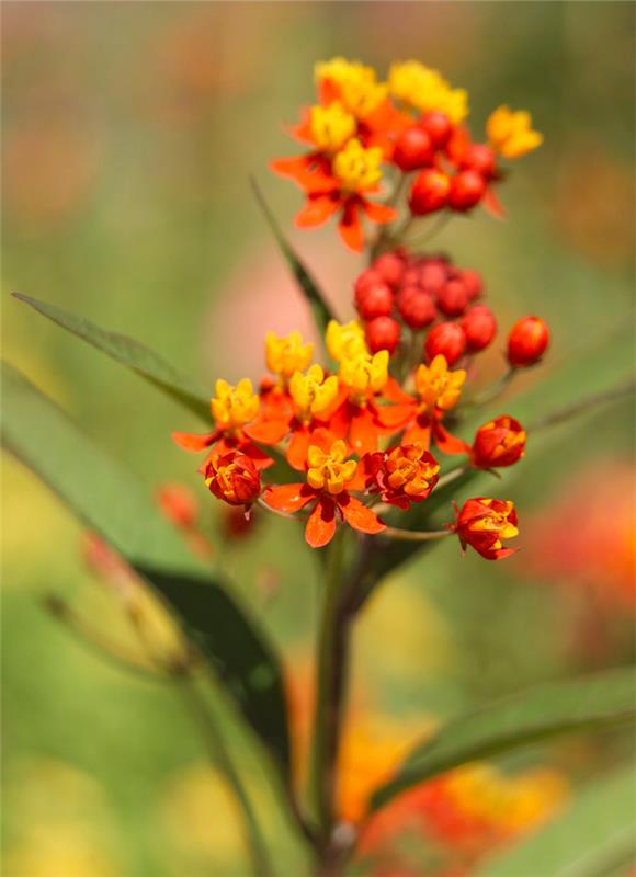 Ξηρός καλλιτέχνης στον κήπο Ινδικό milkweed ανθεκτικό στην ξηρασία εξωτικά πορτοκαλί λουλούδια