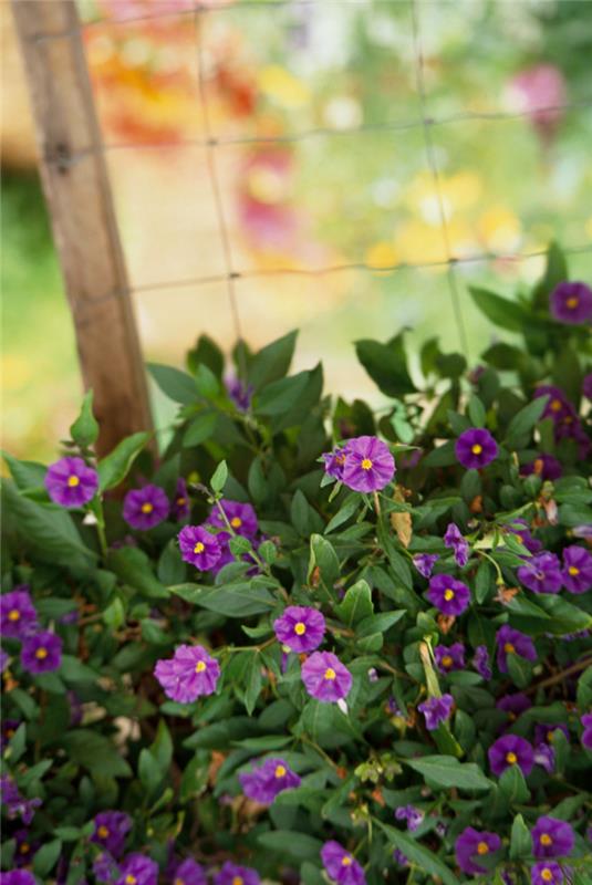 Ξηρός καλλιτέχνης στον κήπο Nightshade Solanum καλό ως κάλυμμα εδάφους