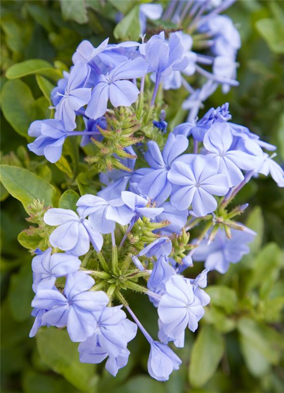 Για τους ξηρούς καλλιτέχνες στον κήπο, τα γαλάζια λουλούδια plumbago είναι πολύ ελκυστικά για τις πεταλούδες