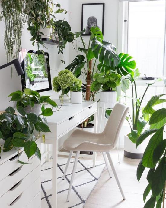Τροπική διακόσμηση στο γραφείο του σπιτιού λευκά έπιπλα χαλί πολλά πράσινα γλάστρες φυτά ελκυστική ατμόσφαιρα δωματίου