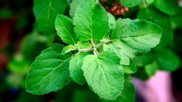 Tulsi Tea Tulsi Plant Tulsi Leaves