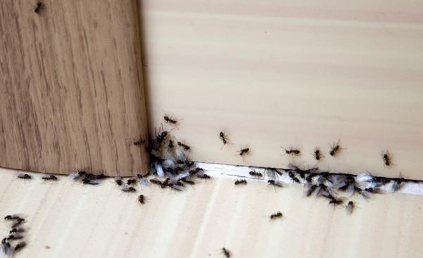 Οι απρόσκλητοι επισκέπτες του σπιτιού αναλαμβάνουν βιώσιμη δράση ενάντια στα έντομα στο σπίτι και τα μυρμήγκια διαμερισμάτων στο σπίτι