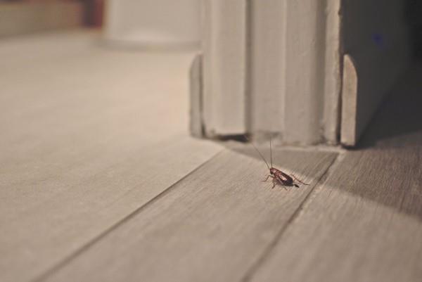 Οι απρόσκλητοι επισκέπτες του σπιτιού αναλαμβάνουν βιώσιμη δράση ενάντια στα έντομα στο σπίτι και το διαμέρισμα
