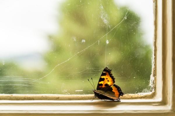 Οι απρόσκλητοι επισκέπτες του σπιτιού αναλαμβάνουν βιώσιμη δράση ενάντια στα έντομα στο σπίτι και στο διαμέρισμα του πεταλούδα στο παράθυρο στο σπίτι