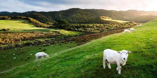 Ασυνήθιστο σημείο διακοπών Νέα Ζηλανδία Καθαρά πρόβατα φύσης