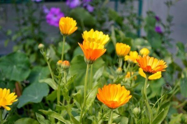 Το Vermin καταπολεμά τα φυτά κήπου ενάντια στα κουνούπια φυτά κήπου κατιφέδες