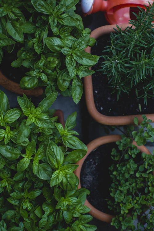 Urban Gardening Καλλιέργεια και συντήρηση δεντρολίβανο μαϊντανό και Co.