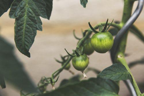 Αστικές κηπουρικές πράσινες ντομάτες στον κήπο με δική τους παραγωγή λαχανικών