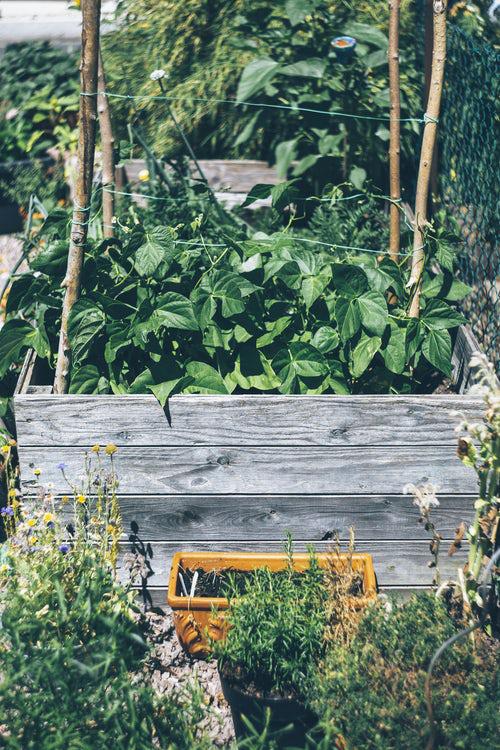 Αστική κηπουρική λογική υπαίθρια δραστηριότητα καλλιέργειας υγιών φυτών