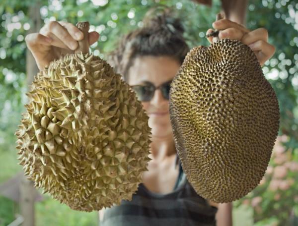 Vegan συνταγές jackfruit και ενδιαφέροντα γεγονότα για το εξωτικό υποκατάστατο κρέατος durian vs jackfruit
