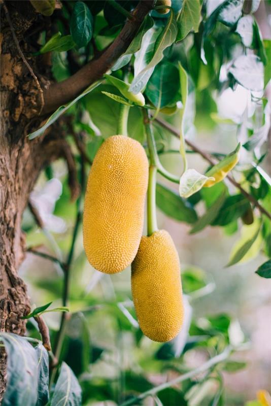 Vegan συνταγές jackfruit και ενδιαφέροντα γεγονότα για το εξωτικό κρέας που αντικαθιστά το κίτρινο ώριμο οπωροφόρο δέντρο
