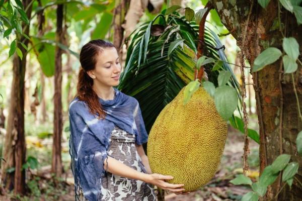 Vegan συνταγές jackfruit και ενδιαφέροντα γεγονότα για το εξωτικό κρέας που αντικαθιστά τα γιγαντιαία φρούτα εξωτικά