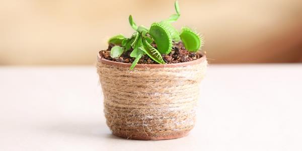 Venus flytrap Η εξωτική σαρκοβόρα παγίδα για μωρά στην κατσαρόλα ασκεί φροντίδα και ασήμαντα πράγματα