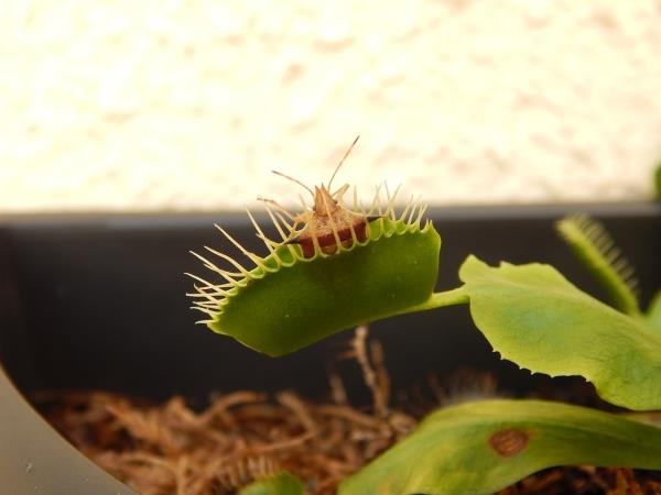 Venus Flytrap Care και trivia εξασκούν την εξωτική σαρκοφάγα παγίδα με έντομα στο στόμα της