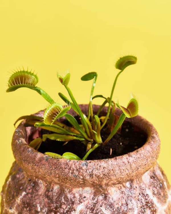 Venus flytrap Η εξωτική σαρκοφάγα flytrap σε δοχεία κεραμικών πρακτικών φροντίζει και ενδιαφέροντα γεγονότα