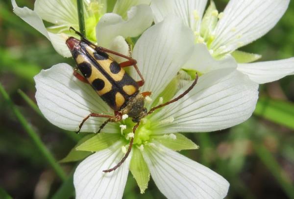 Venus Flytrap Το εξωτικό σαρκοφάγο σκαθάρι στο flytrap ανθών είναι εκπαιδευμένο να φροντίζει και να γνωρίζει